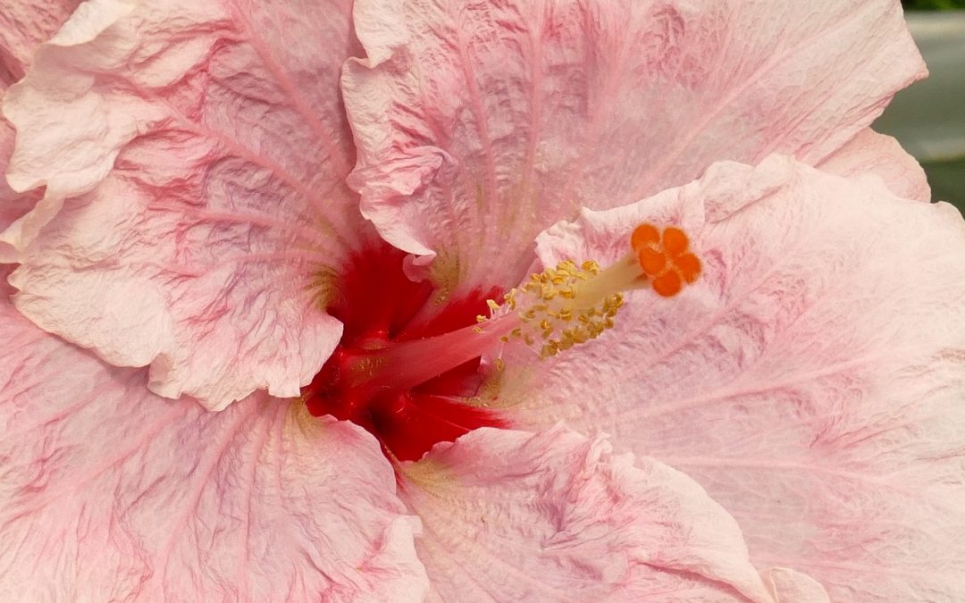 4 Reasons Why You Need To Add Hibiscus To Your Skincare Regime